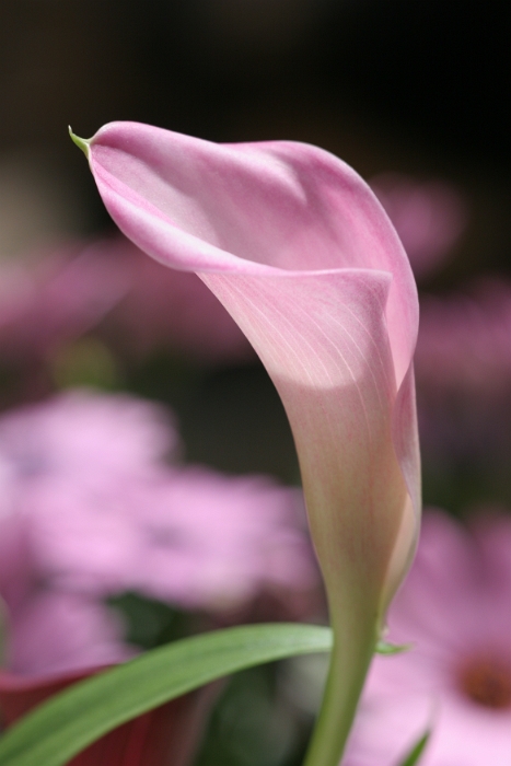 Macro fleurs La Tour - 065